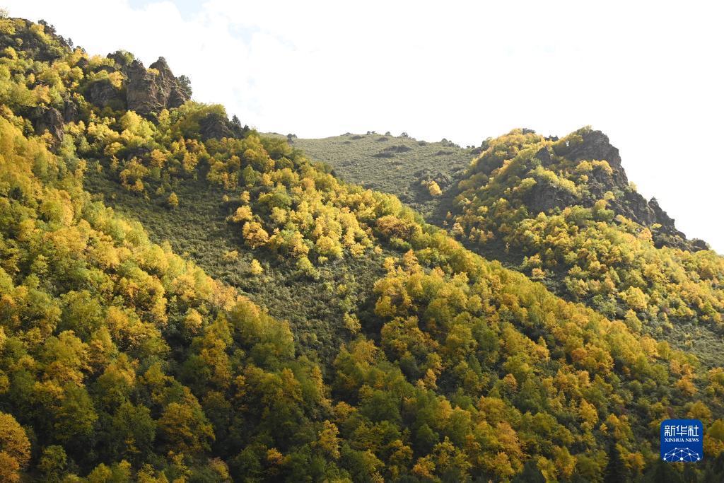 tk域名免费注册